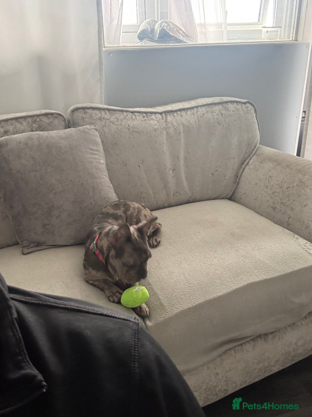 French Bulldog dogs for sale: Merle french bulldog  - Image 7