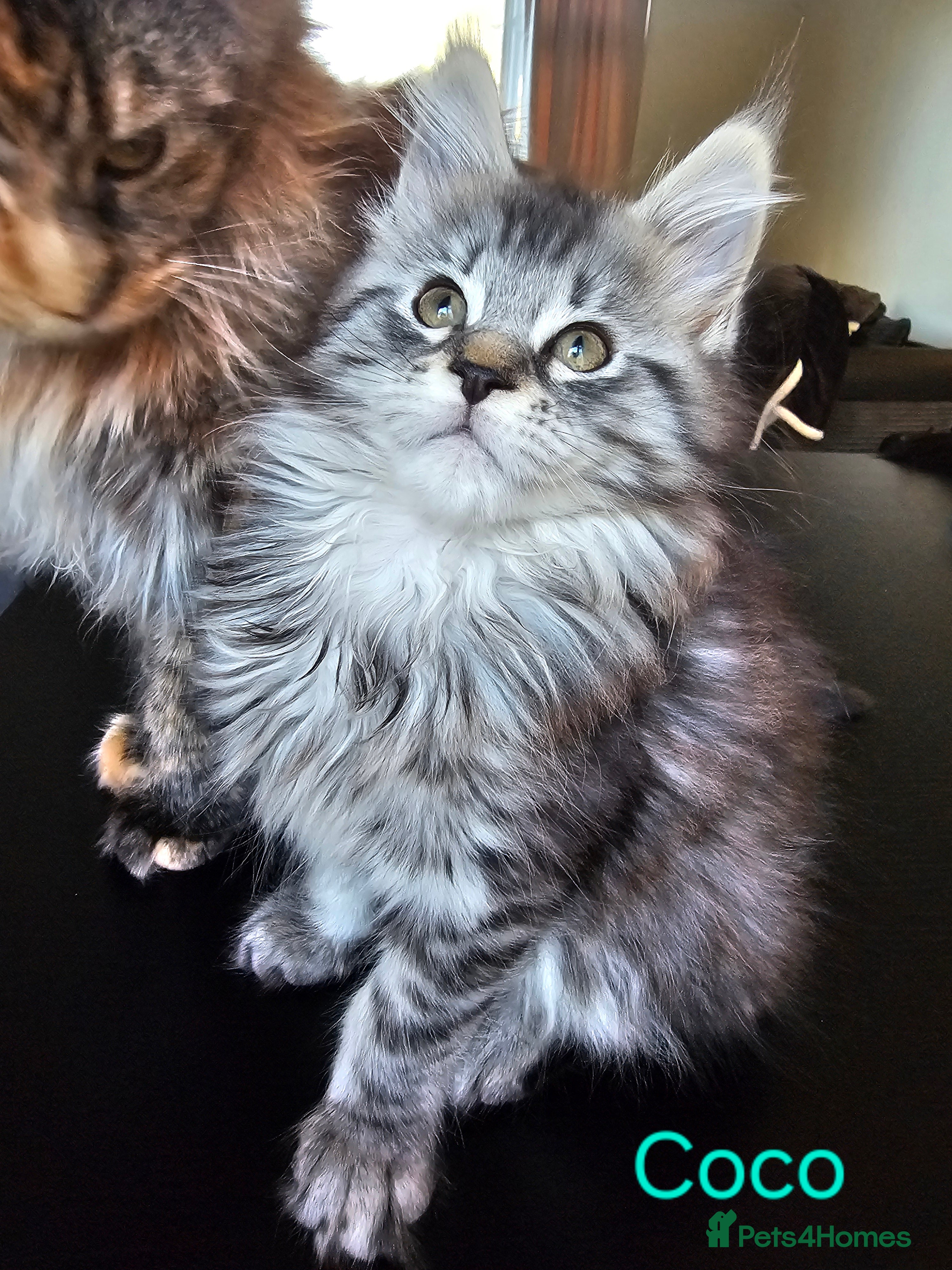 Maine Coon cats 🐈 Gorgeous Maine Coon Kittens Ready for new homes - Advert 11