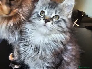Maine Coon cats 🐈 Gorgeous Maine Coon Kittens Ready for new homes - Advert 11