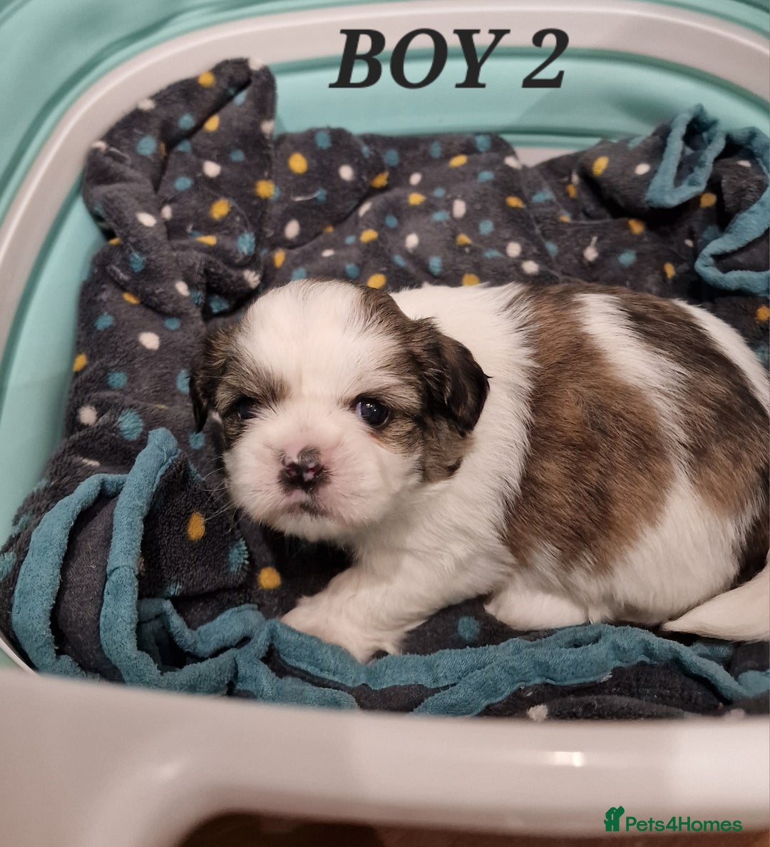 Shih Tzu dogs for sale:  2 lovely girls Shih Tzu Puppies!  - Advert 9