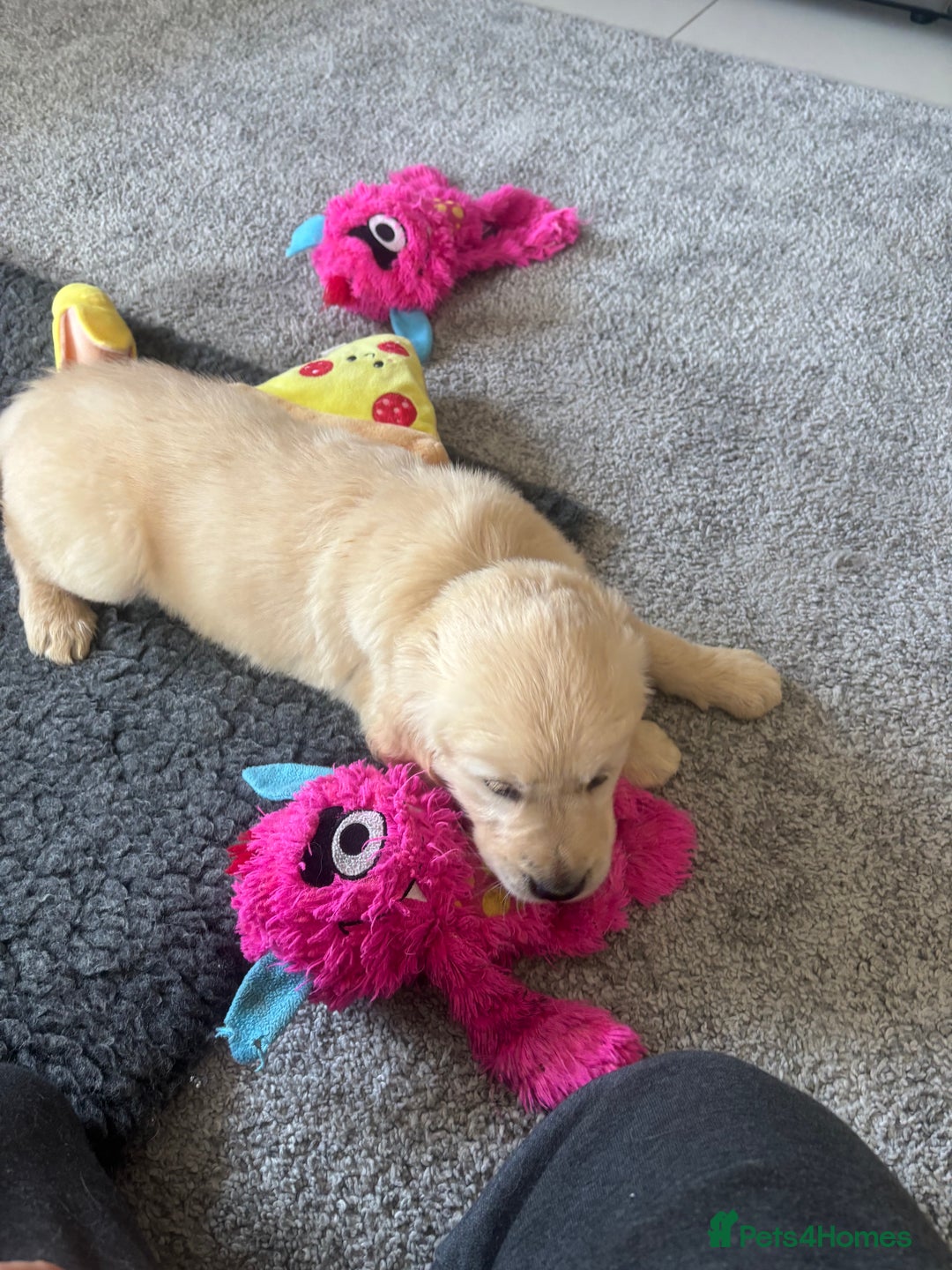Golden Retriever dogs for sale: Beautiful Golden Retriever puppies - Image 9