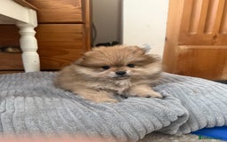 Pomeranian dogs for sale: Pomeranian Puppies For Sale - Image 1