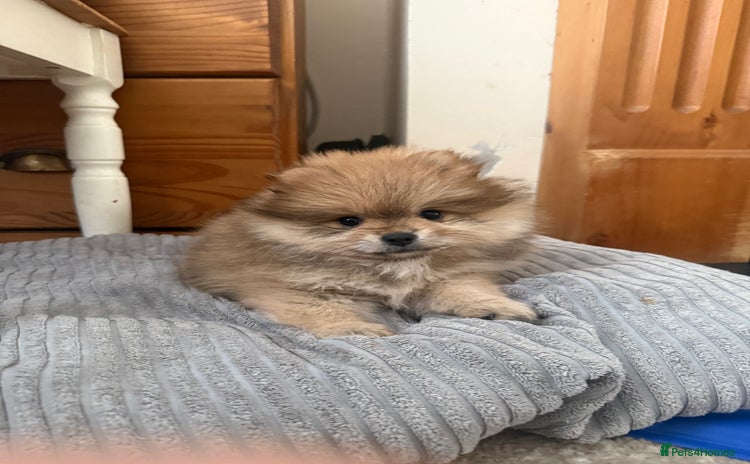 Pomeranian dogs - Advert 3