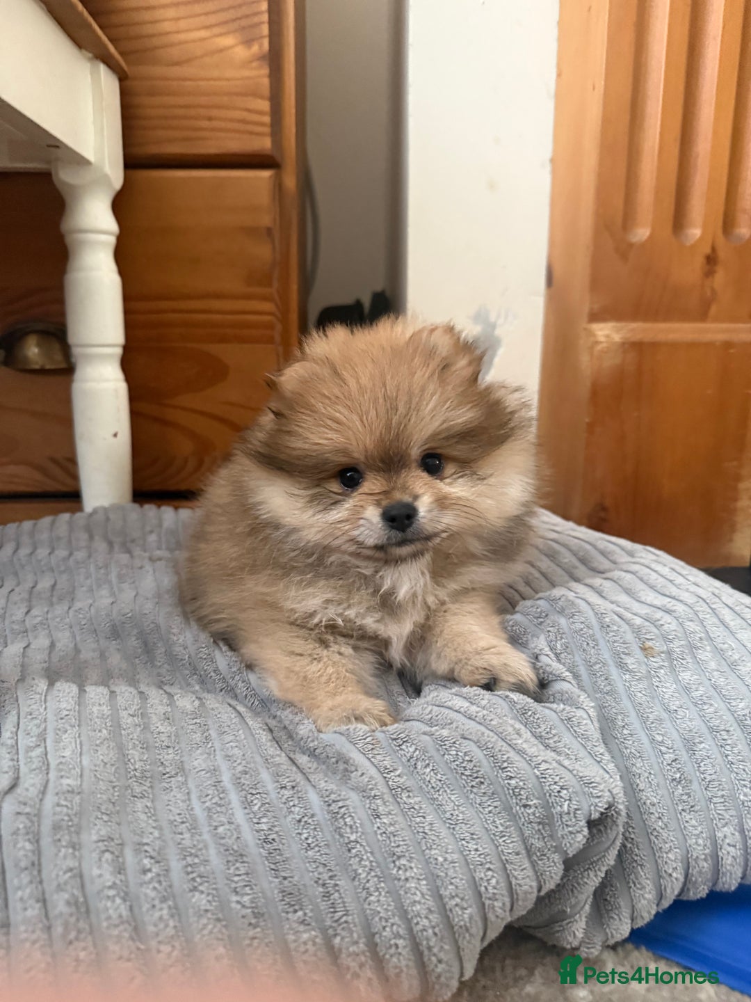 Pomeranian dogs for sale: Pomeranian Puppies For Sale - Image 1
