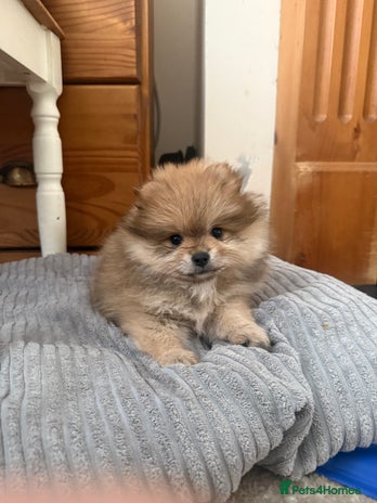 Pomeranian dogs - Advert 4