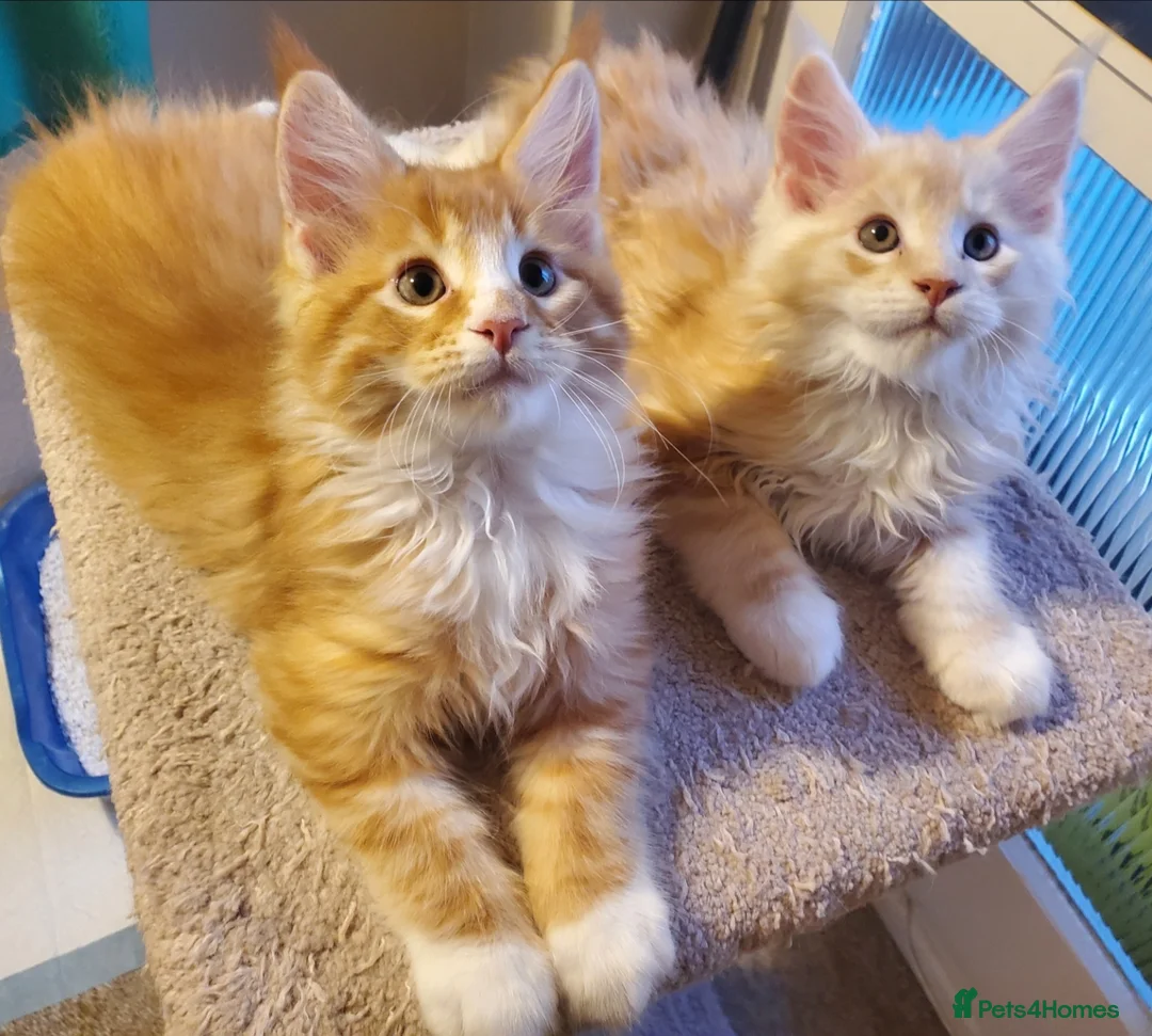 Maine Coon cats for sale: GOURGEOUS XXL MAINE COON KITTENS!!! - Advert 28