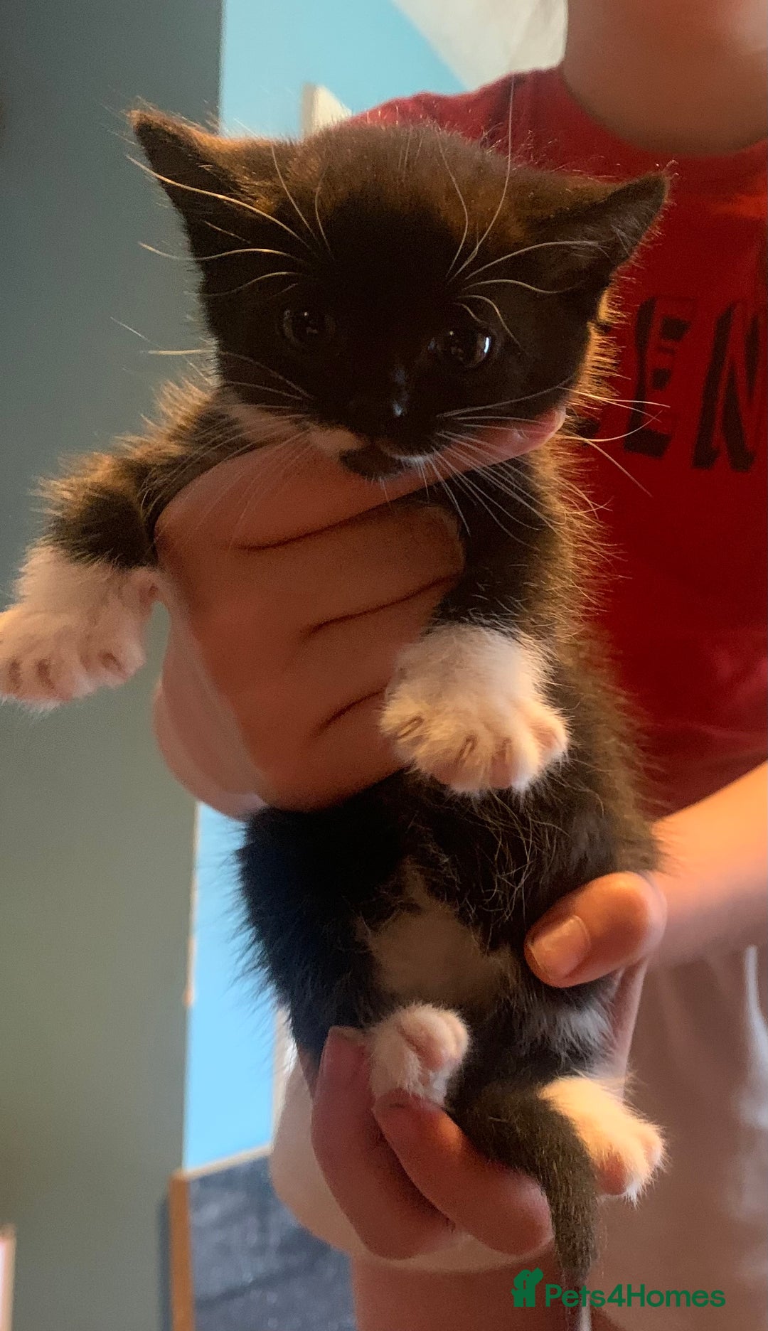British Shorthair cats for sale: Beautiful kittensSOLD - Image 4