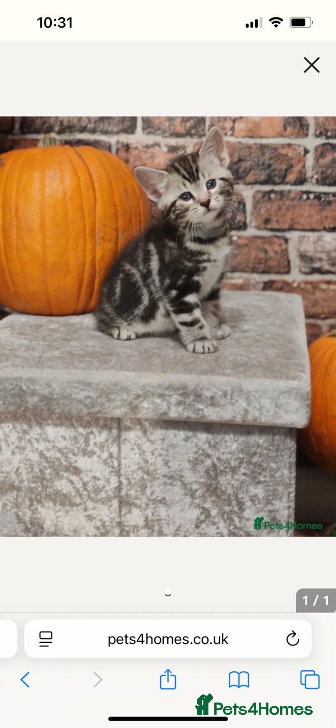 Bengal cats for sale: Bengal Cross Persian 11 week old Kitten for sale - Advert 6