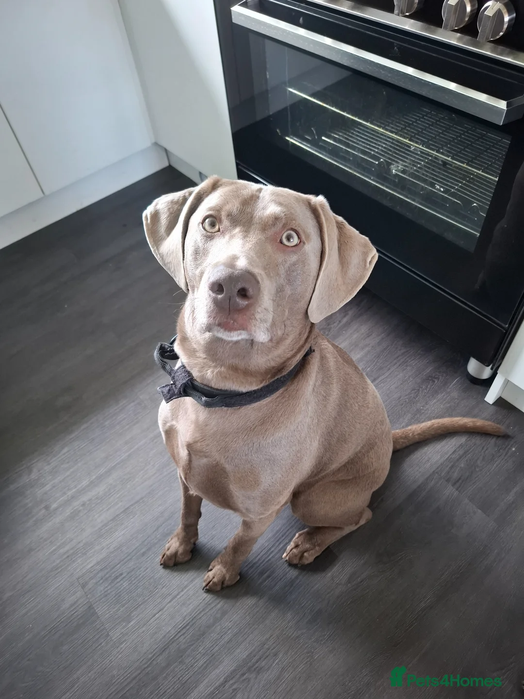 Mixed Breed dogs for sale: Charlie - Advert 2