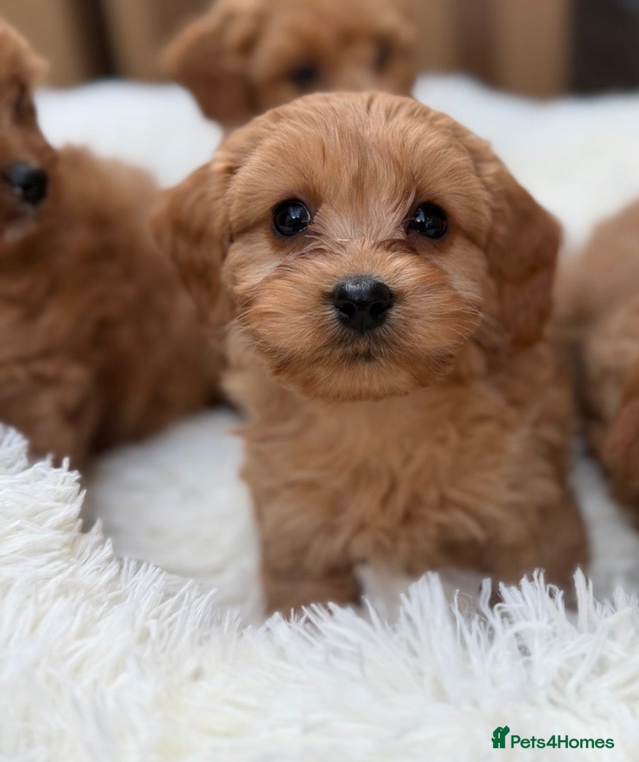 Cavapoo dogs 💕 beautiful cavapoos ready next week 💕 - Advert 23