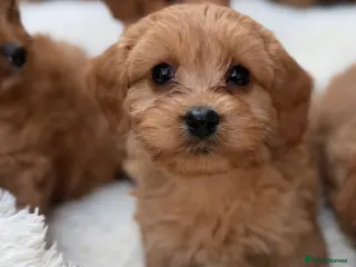 Cavapoo dogs 💕 beautiful cavapoos ready next week 💕 - Advert 23