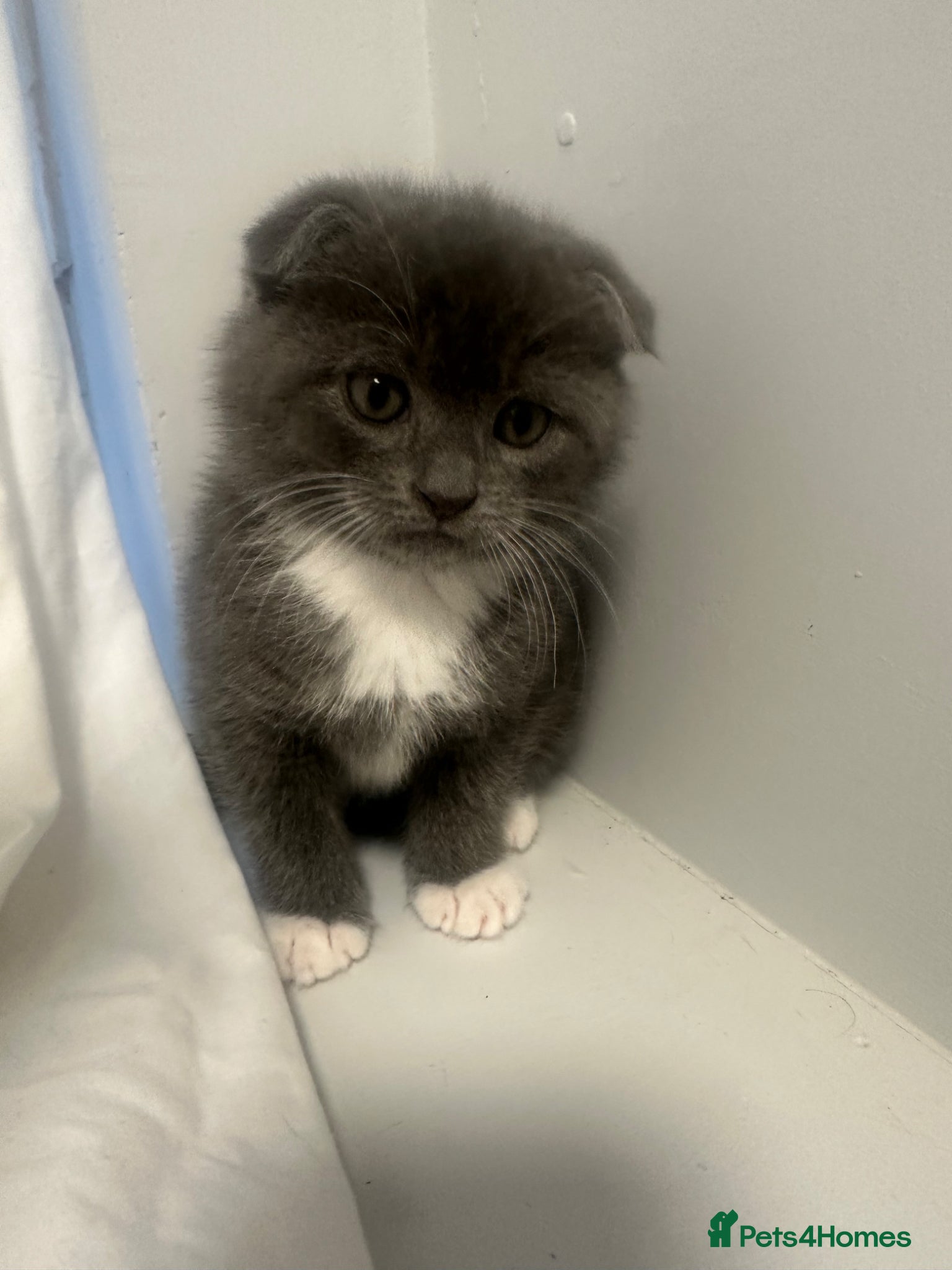Scottish Fold cats Last little girl looking for her forever home - Advert 2