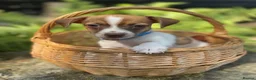 Jack Russell dogs for sale: Adorable mini Jack Russell babies  - Advert 14