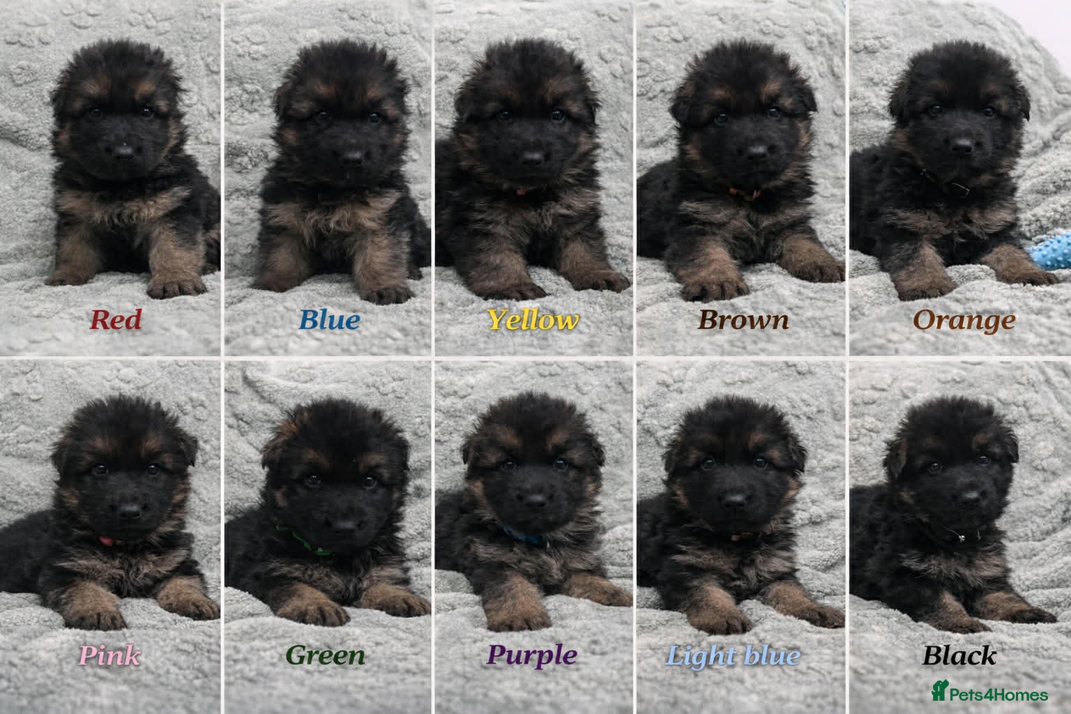 German Shepherd dogs Beautiful German Shepherd Puppies Kc Registered  - Advert 17