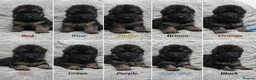 German Shepherd dogs for sale: Beautiful German Shepherd Puppies Kc Registered  - Advert 1
