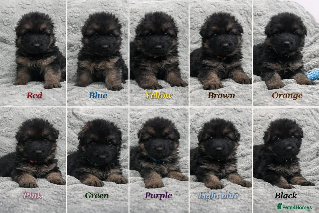 German Shepherd dogs for sale: Beautiful German Shepherd Puppies Kc Registered  - Advert 1