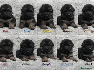German Shepherd dogs Beautiful German Shepherd Puppies Kc Registered - Advert 3