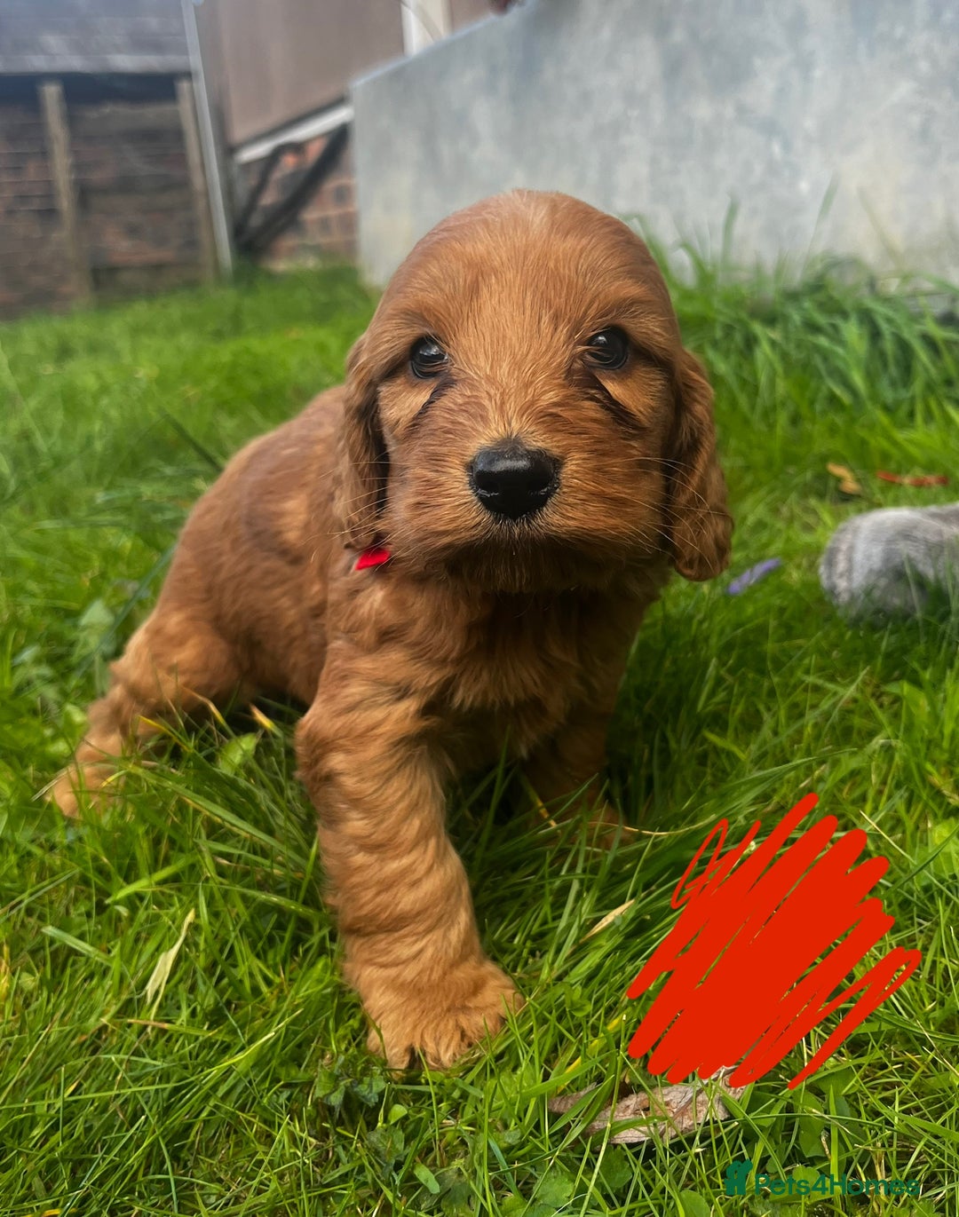 Cockapoo dogs for sale: 🌟Golden Cockapoos🌟 - Image 5