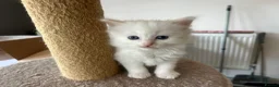 Ragdoll cats for sale: ❤️Beautiful Ragdoll Kittens❤️ in Brentwood - Advert 7