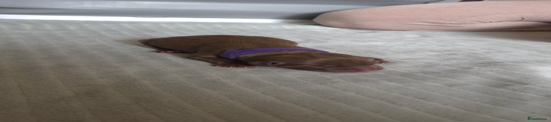 Brown Girl purple collar 