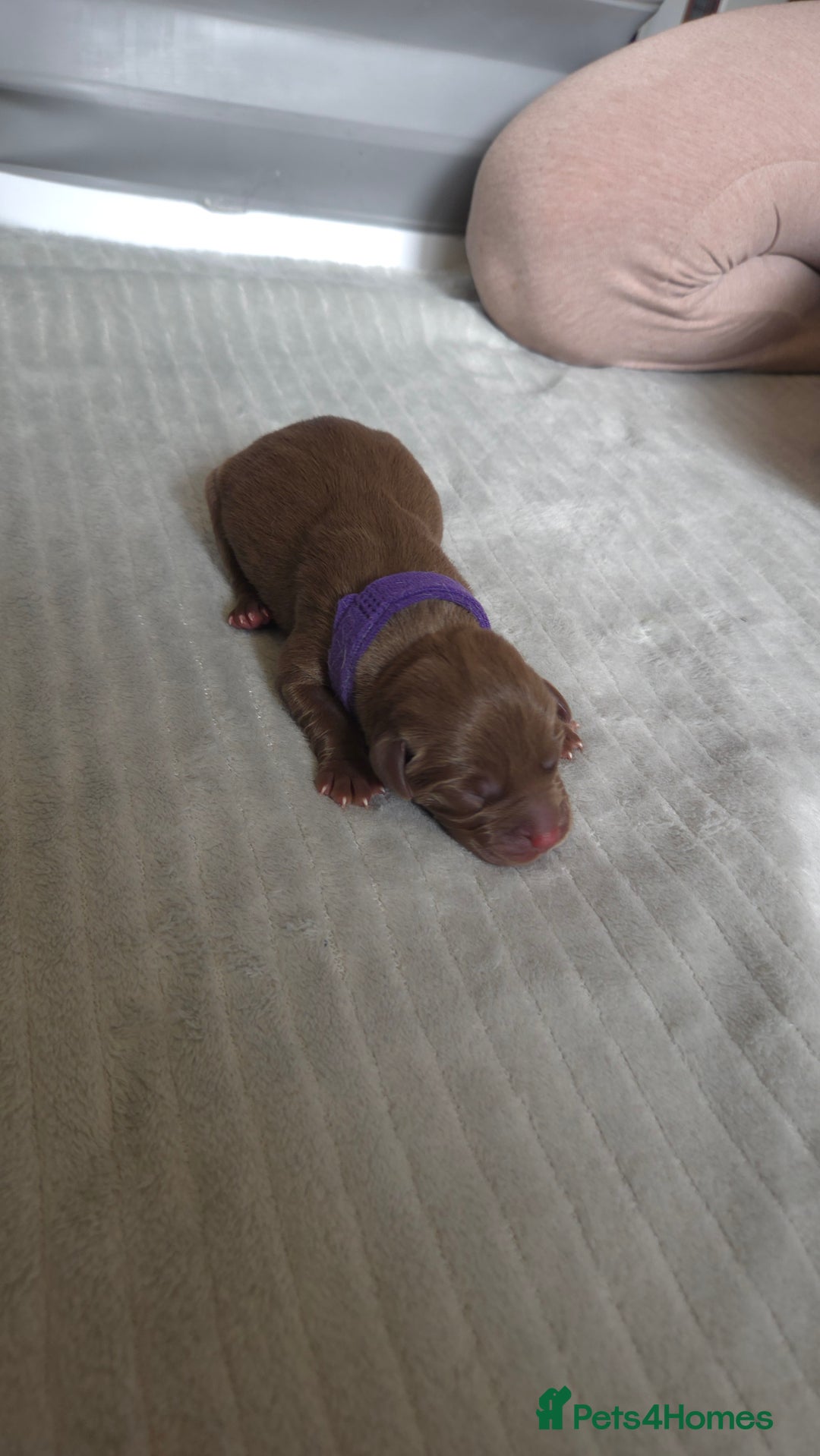 Labrador Retriever dogs for sale: Beautiful pedigree labrador puppies  - Image 25