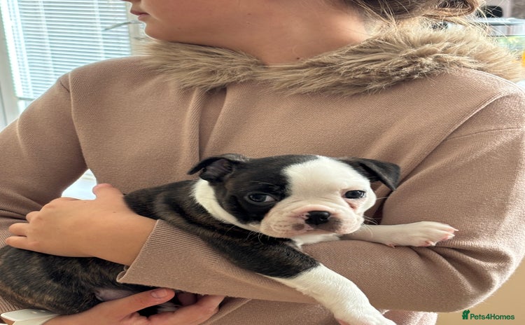 Boston Terrier dogs - Advert 9