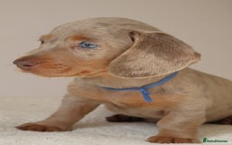 Miniature Dachshund dogs for sale:  🌟5StarsLicense+Holistic+KC+VetChecked+PRA Clear+ - Image 10
