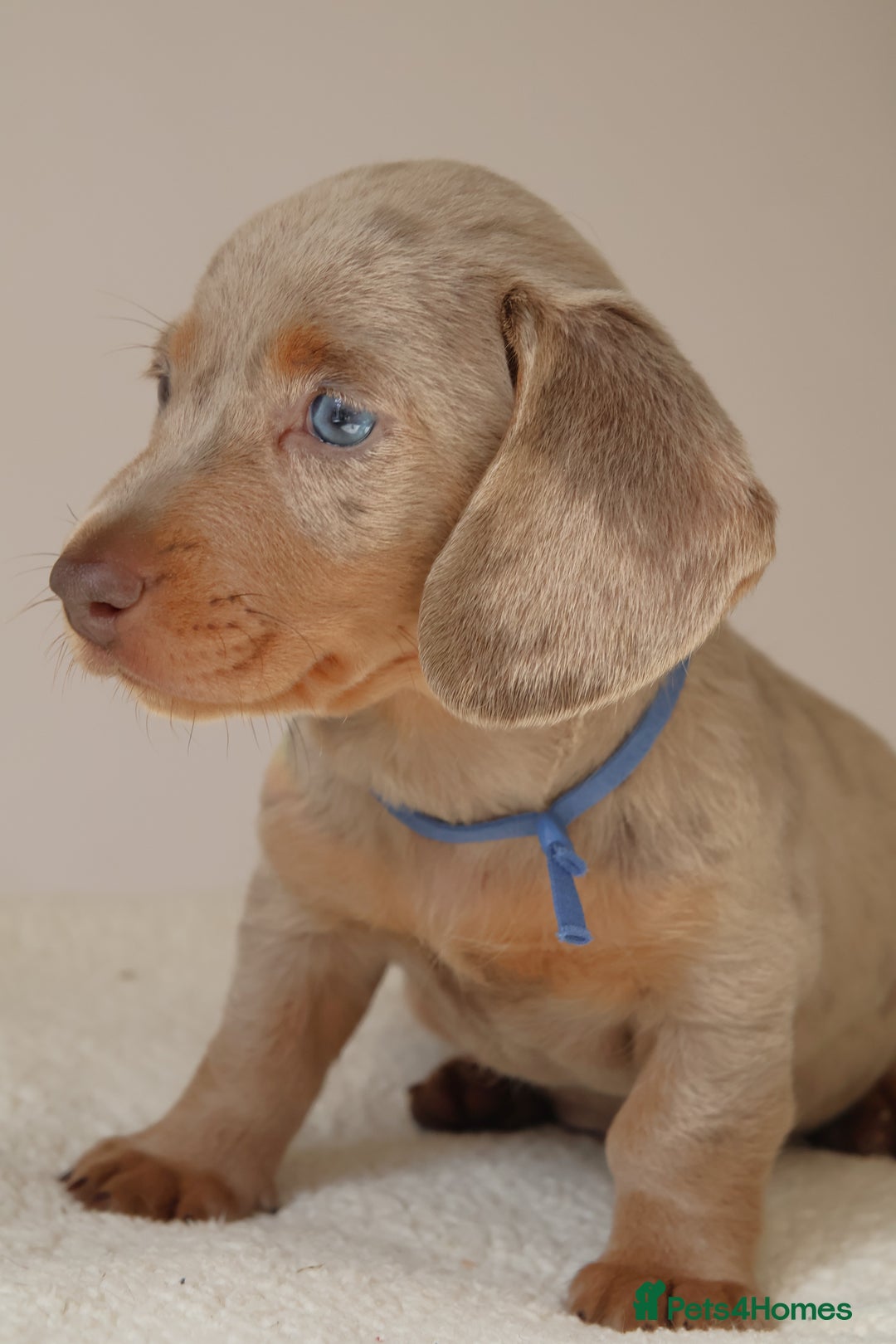 Miniature Dachshund dogs for sale:  🌟5StarsLicense+Holistic+KC+VetChecked+PRA Clear+ - Image 10