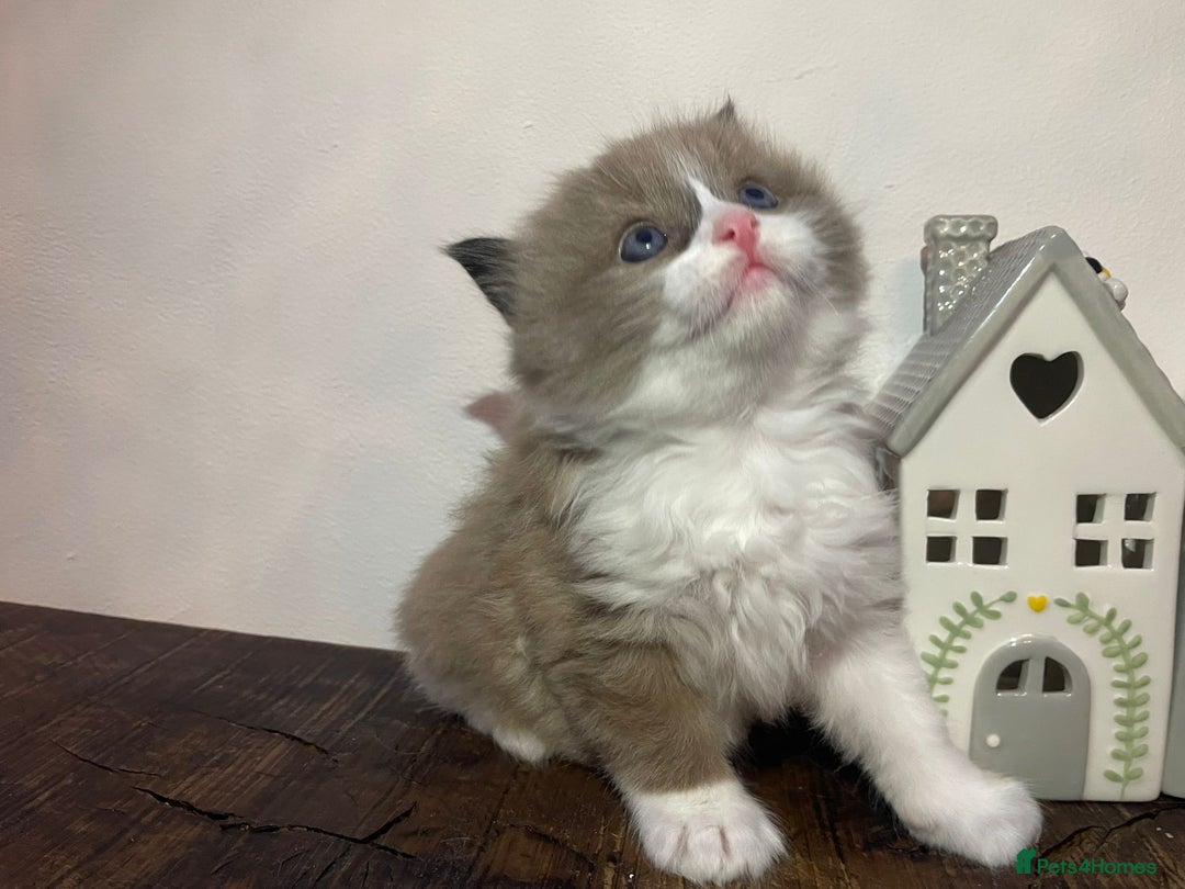 Ragdoll cats for sale: Beautiful Purebred Ragdoll Kittens  - Advert 17