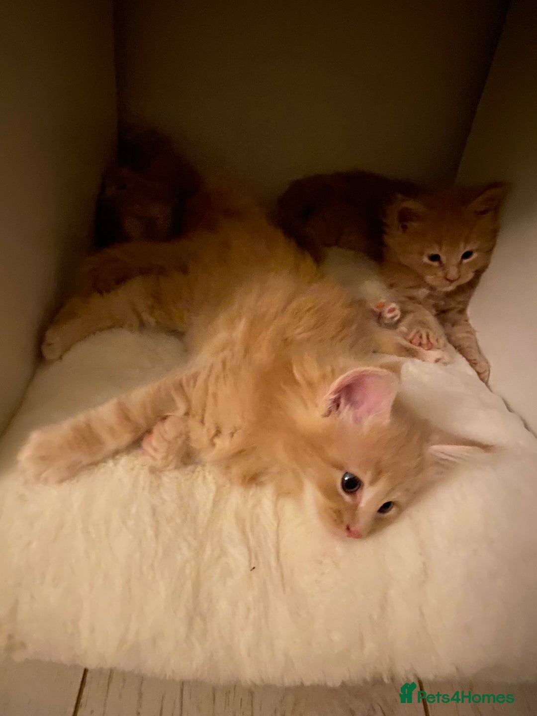 Maine Coon cats for sale: Purebred Maine Coon kittens - Advert 9