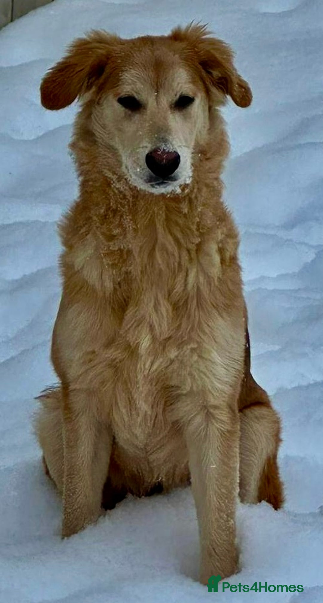 Golden Retriever dogs for adoption: 🐾 GOLDIE – Male Golden Retriever - Advert 7