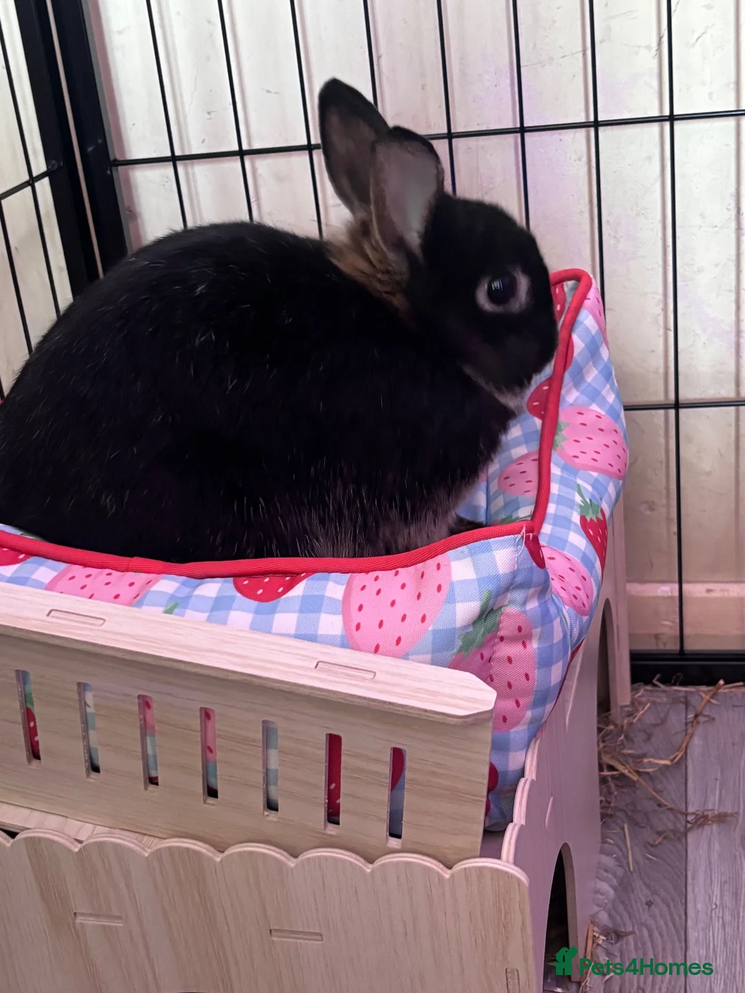 Netherland Dwarf rabbits for sale: Friendly Netherland dwarf rabbit  in Stanford-le-Hope - Advert 6