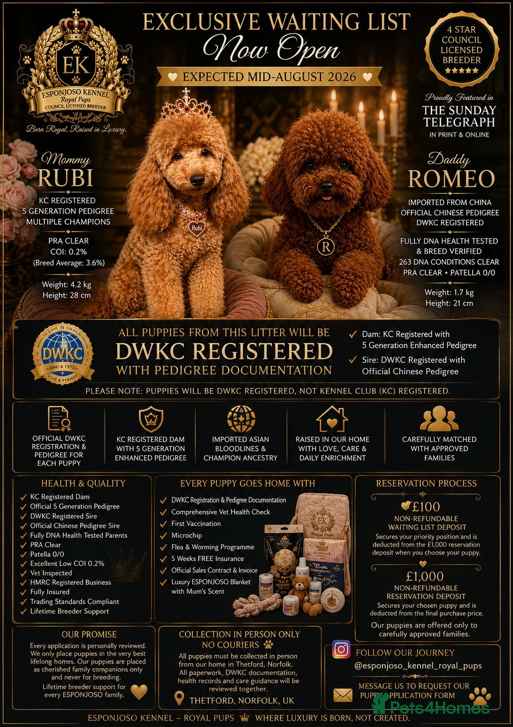 Toy Poodle dogs 👑 ESPONJOSO Half Asian Toy Poodle Waiting List 👑 - Advert 16