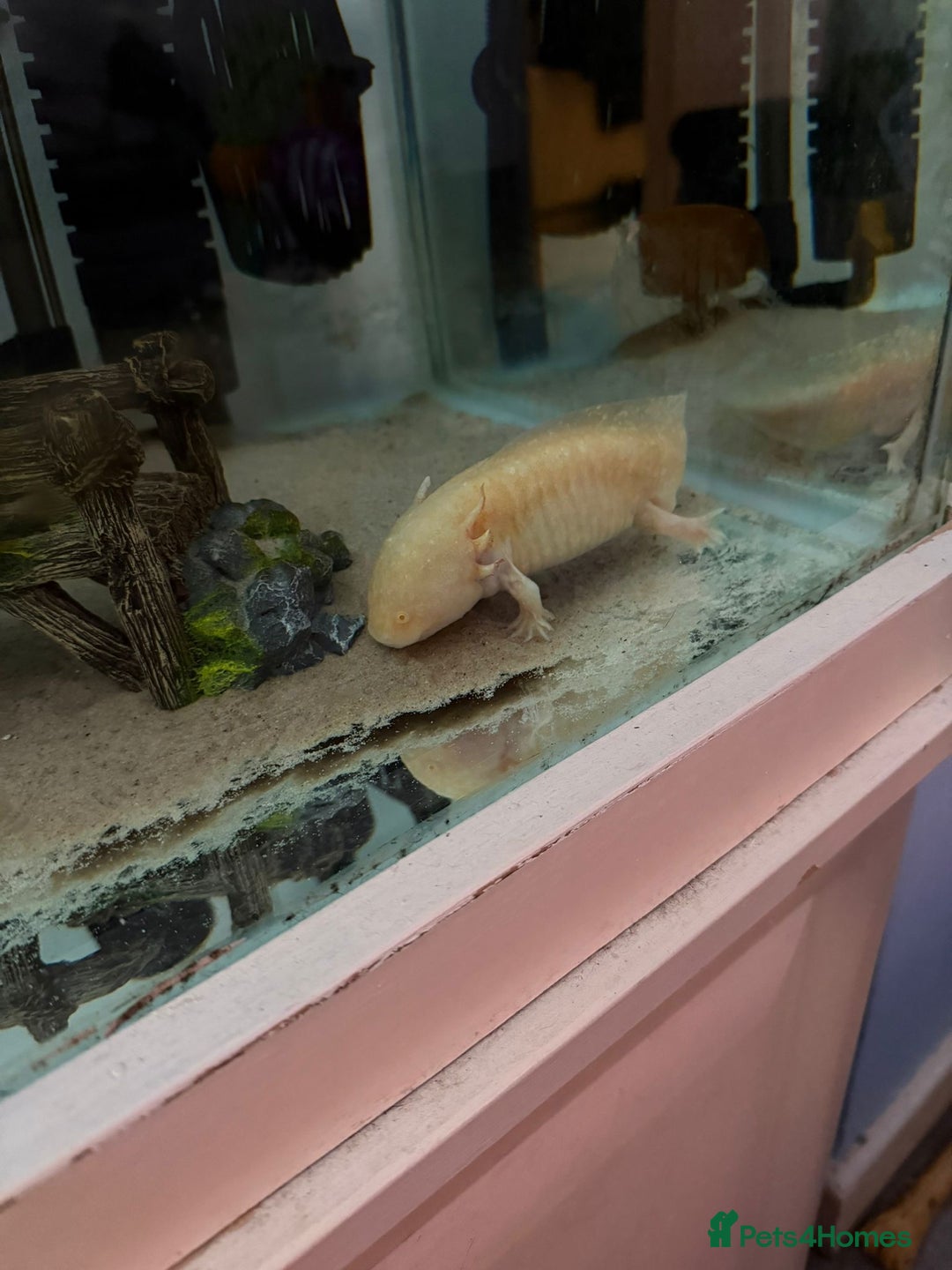 Axolotl reptiles for sale: 3 axolotl for sale - Advert 2