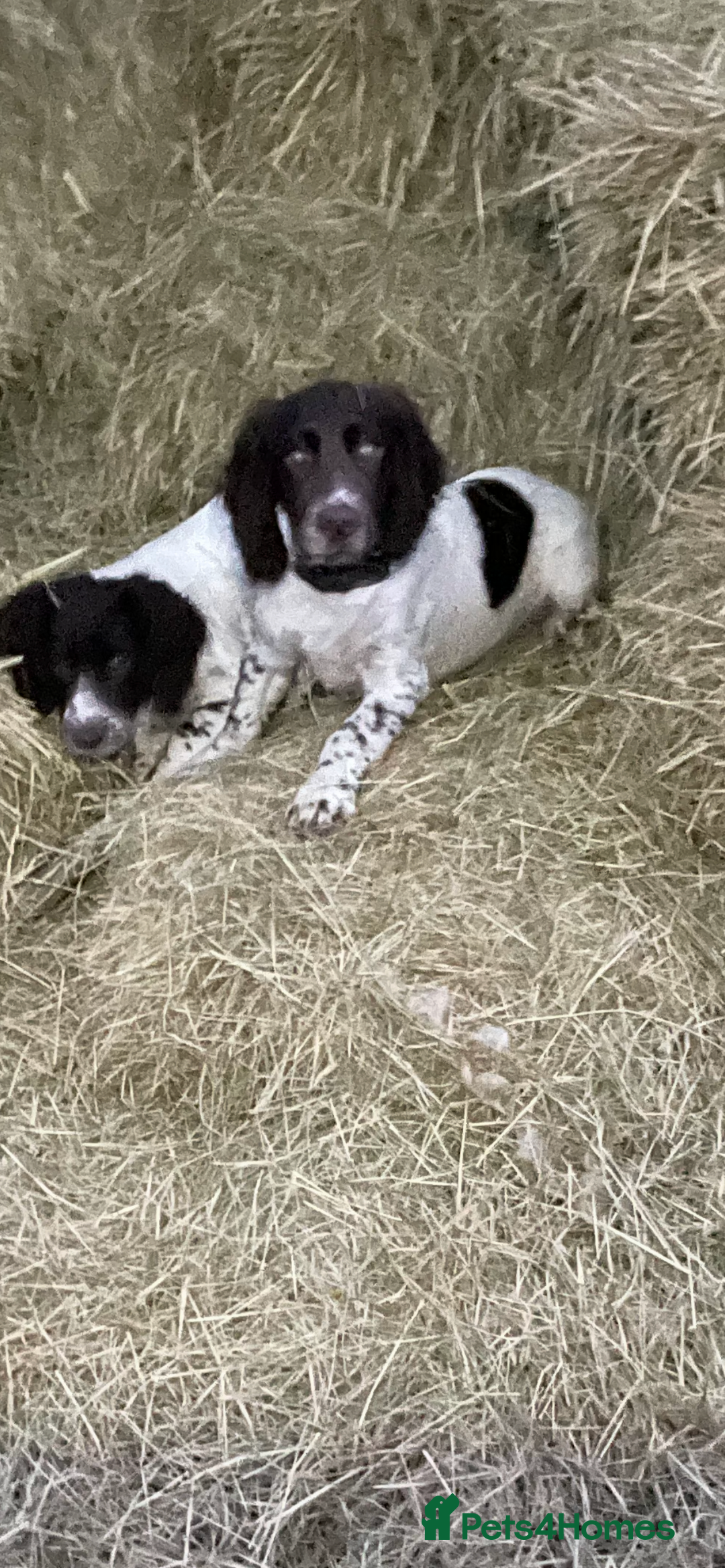 Sprocker dogs for sale: Beautiful Sprocker puppies - Advert 2