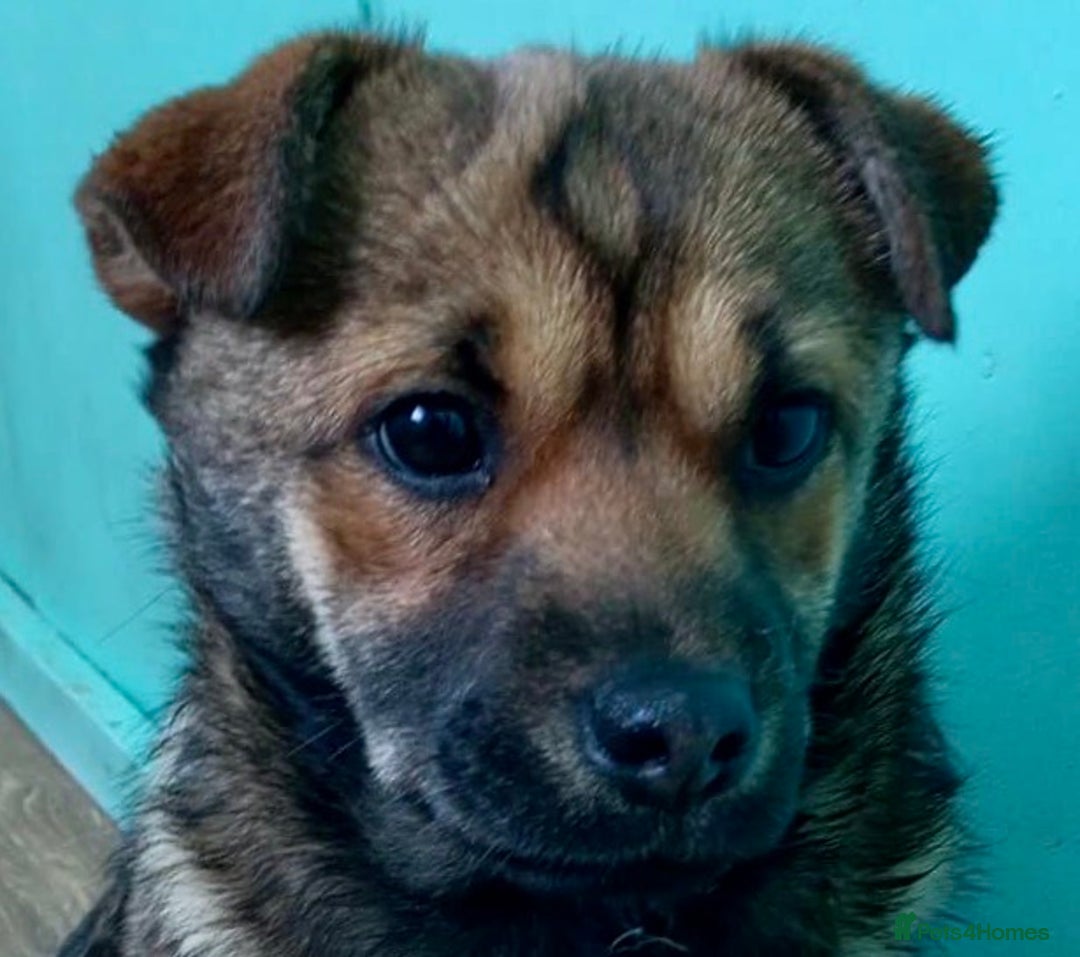 German Shepherd dogs for adoption: 🐾 NOMI – Mini German Shepherd - Advert 2