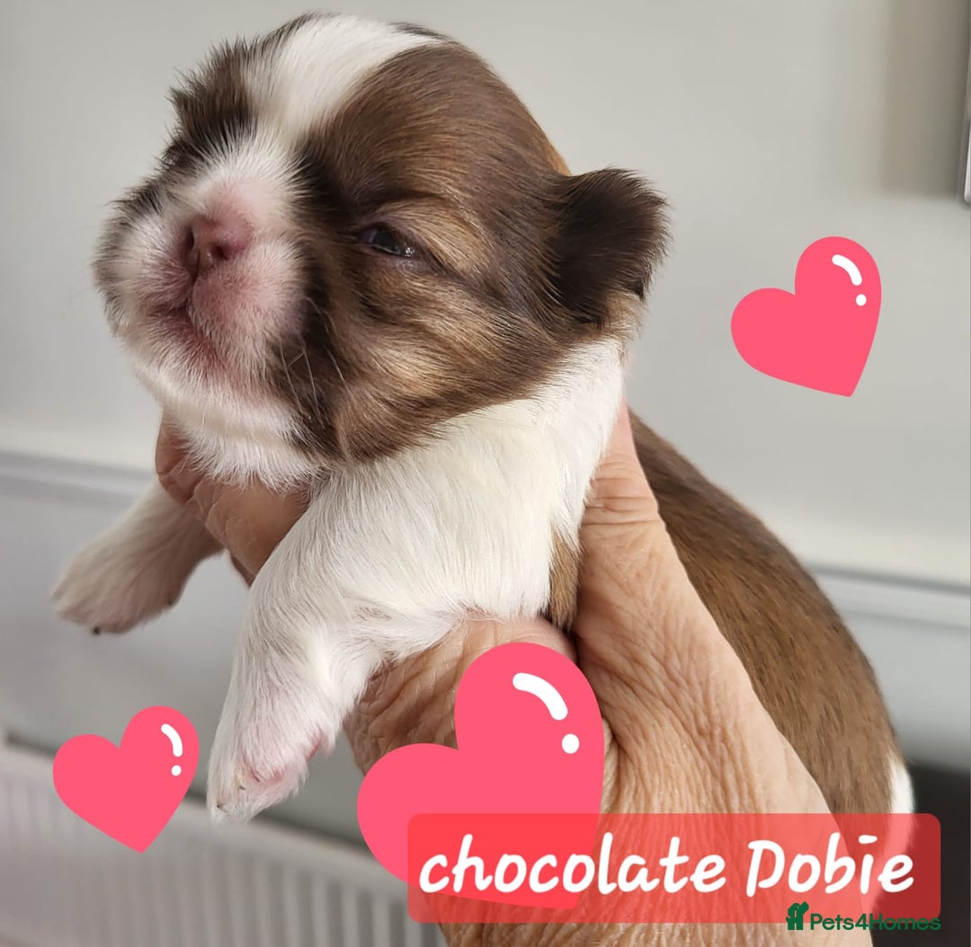 Shih Tzu dogs for sale: KC IMPERIAL SHISH TZU - Image 5
