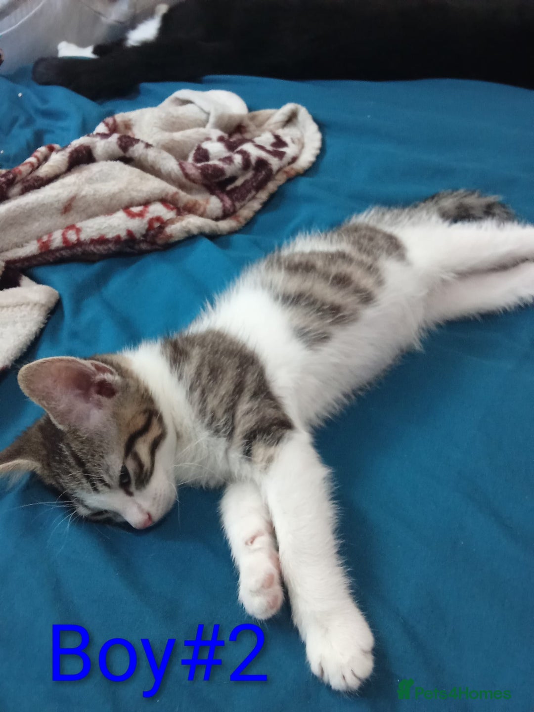 Mixed Breed cats for sale: Kittens for sale - Advert 6