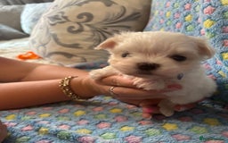 Maltese dogs for sale: Tiny kc registered maltese Korean boys  - Image 23