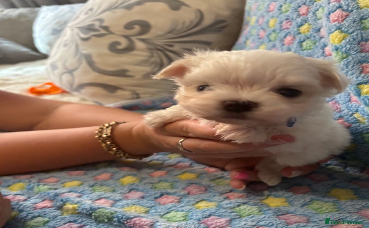 Maltese dogs - Advert 3