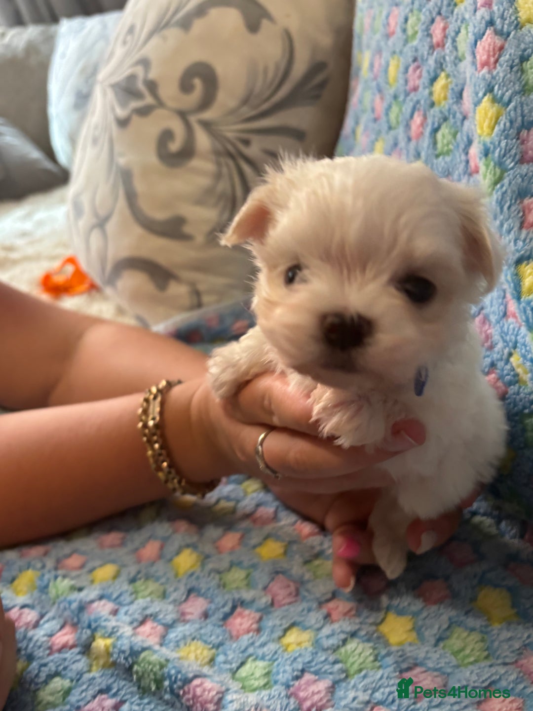 Maltese dogs for sale: Tiny kc registered maltese Korean boys  - Image 23