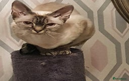Devon Rex cats for sale: spayed devon rex - Image 2
