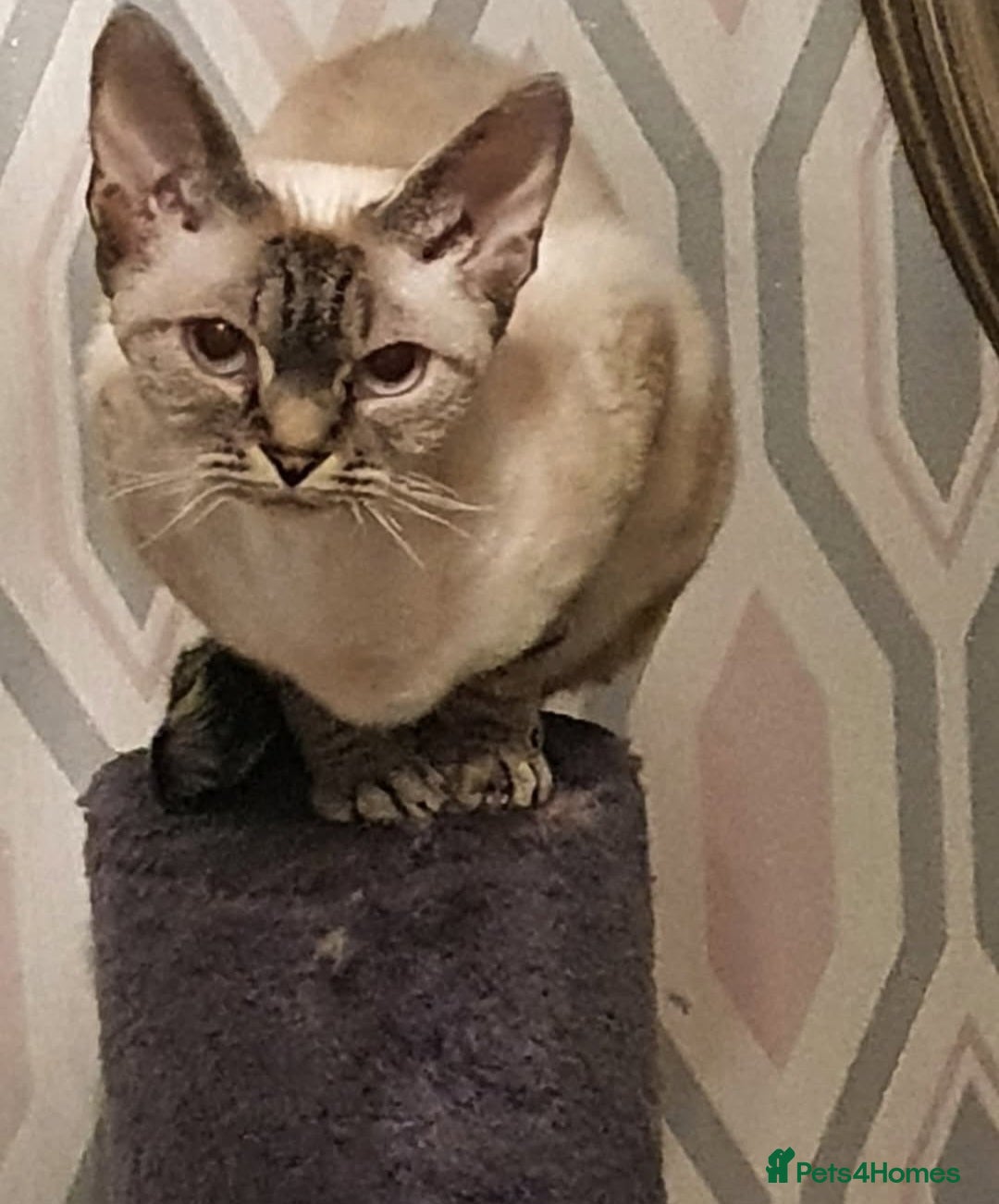 Devon Rex cats for sale: spayed devon rex - Image 2