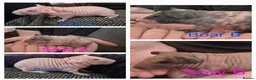 Guinea Pig rodents for sale: Skinnypig Babies  - Advert 1