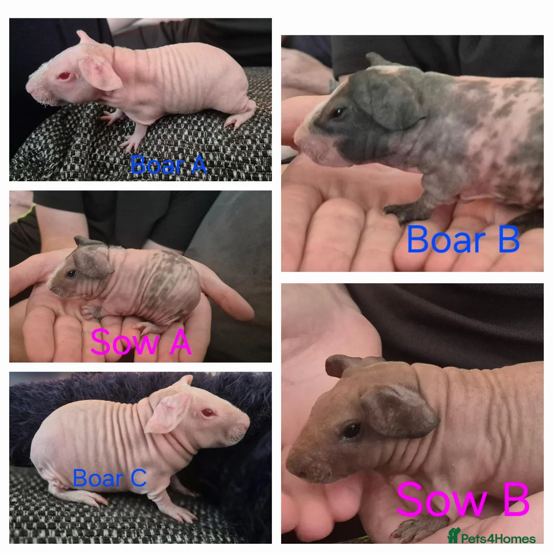 Guinea Pig rodents for sale: Skinnypig Babies  - Advert 1