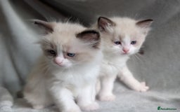 Ragdoll cats for sale: Two beautiful female ragdoll kittens - Image 3