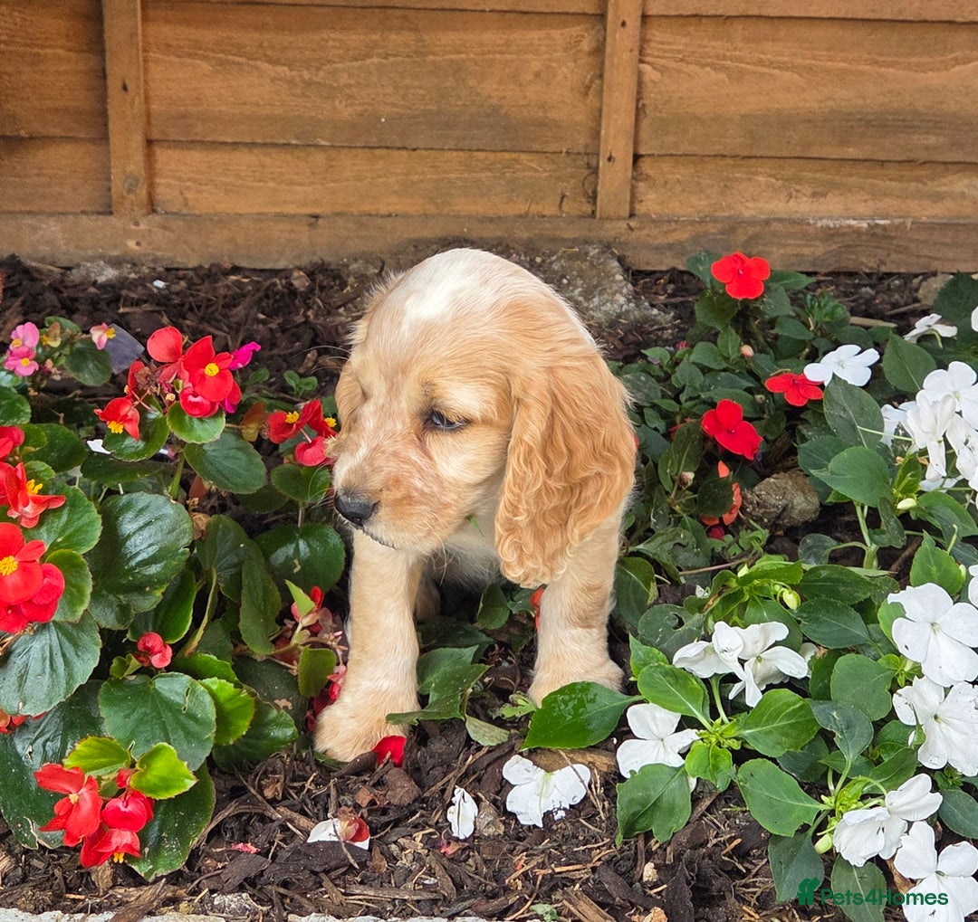 Cocker Spaniel dogs for sale: 2 beautiful working cocker spaniel pups  - Image 15