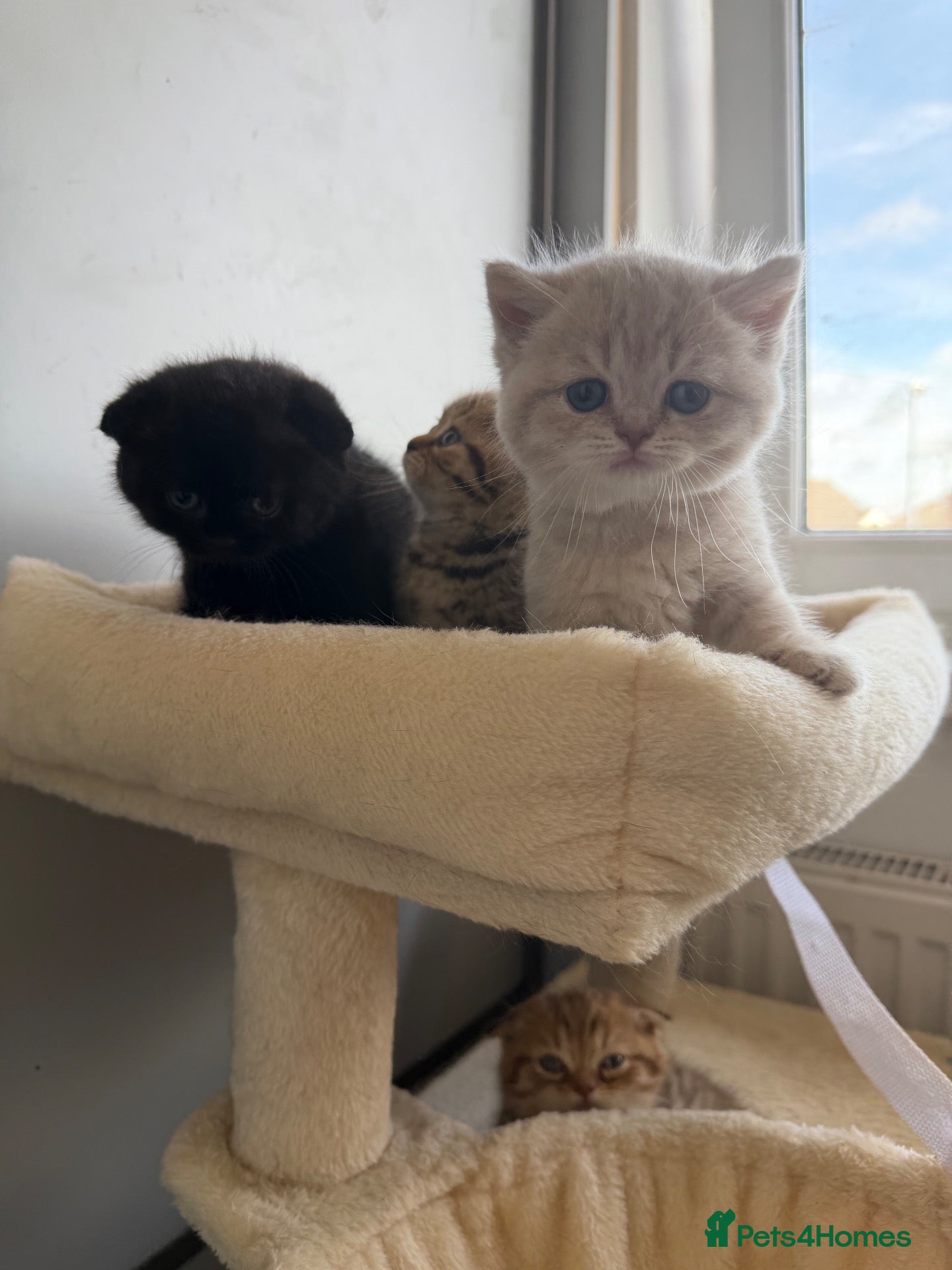Scottish Fold cats Exceptional litter of Scottish fold/ straight😍😍 - Advert 1