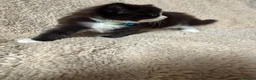 Mixed Breed cats for sale: 5 playful kittens for sale  in Chelmsford - Advert 10