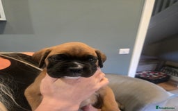 Boxer dogs for sale: KC PEDIGREE BOXER PUPPIES  - Image 4